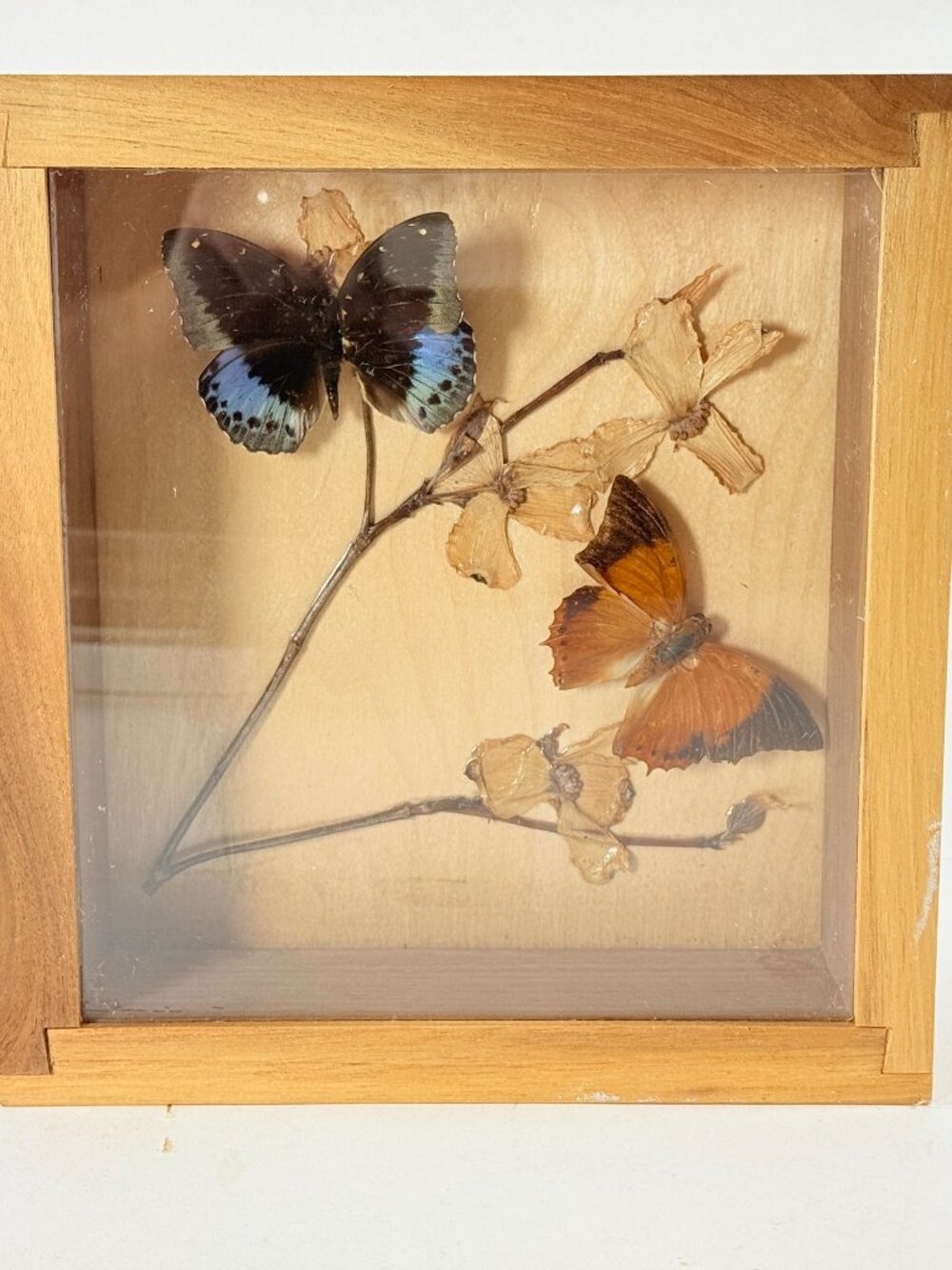 Vintage Butterfly Insect Specimens Shadow Box Dried Flowers Nature Decor